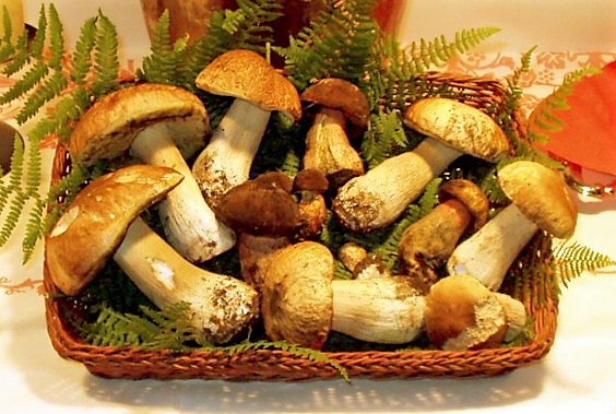 FUNGHI PORCINI MONTEROSSO