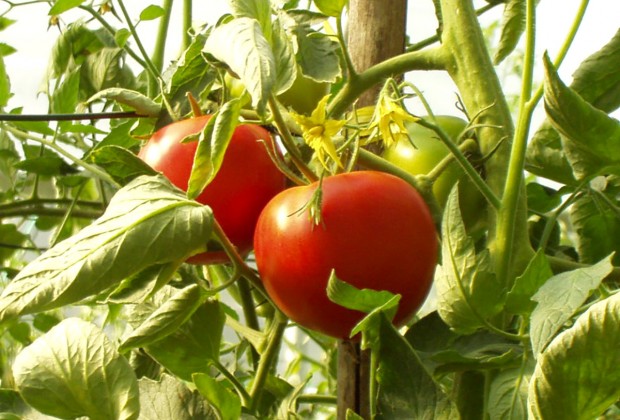 argriturismo tomatoes